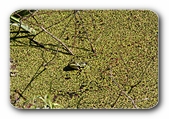 Frosch in Wasserlinsen
