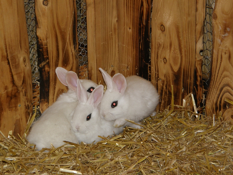 Drei weie Kaninchen