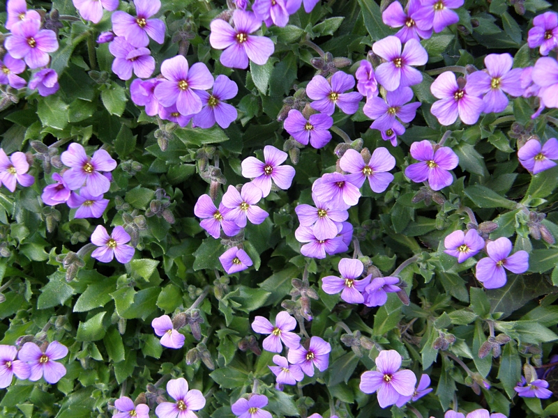 Blten violett (2)
