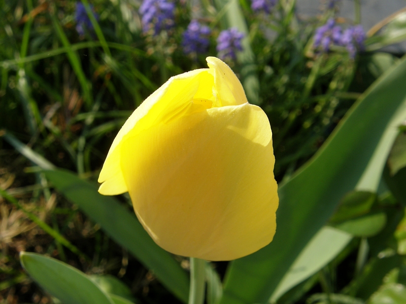 Tulpe gelb, ungeffnet