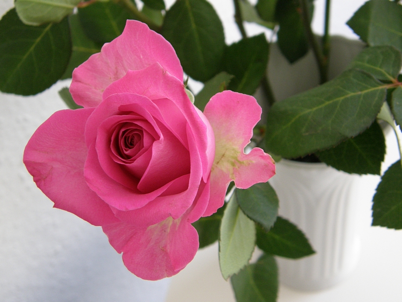 pinke Rose 