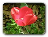Tulpe, verblhend