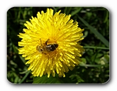 Lwenzahn mit Biene