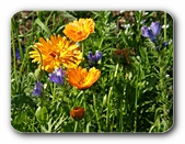 Blumenwiese: orange und violett