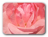 Blteninneres, Rose (pink)