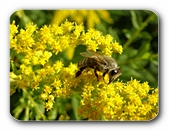 Biene auf Blten (
