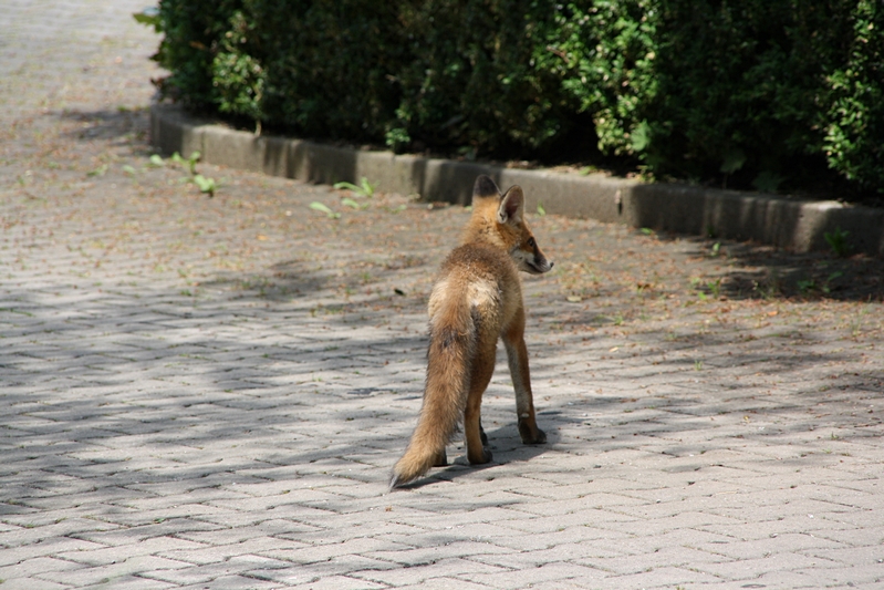 Fuchs im Schatten