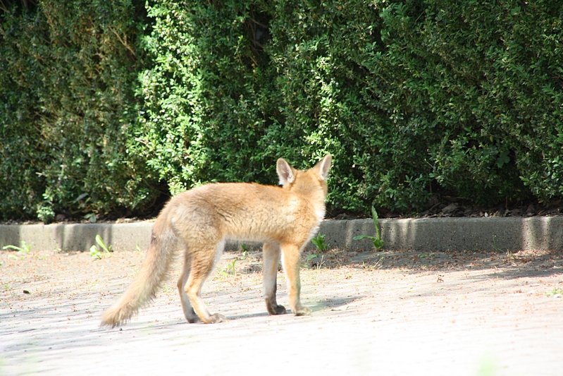 Fuchs schaut weg