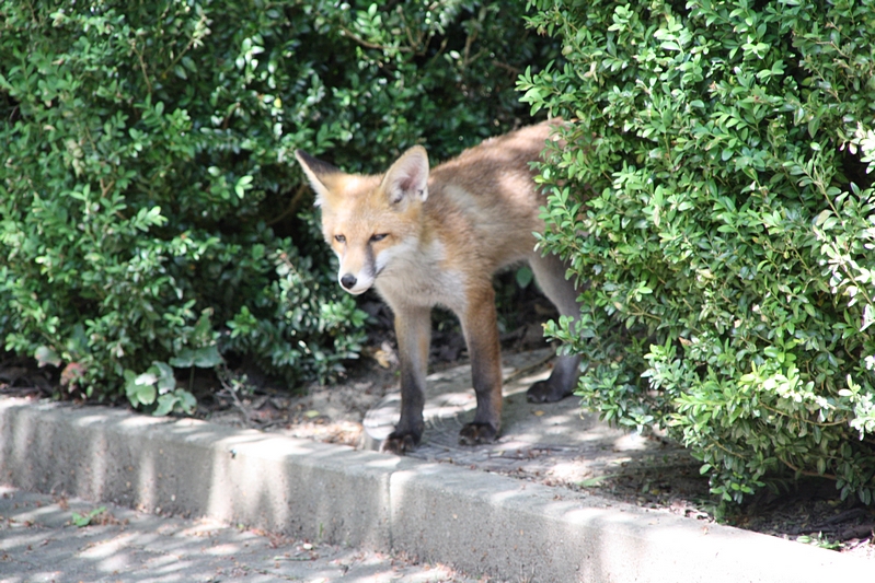 Fuchs schaut aus dem Bau