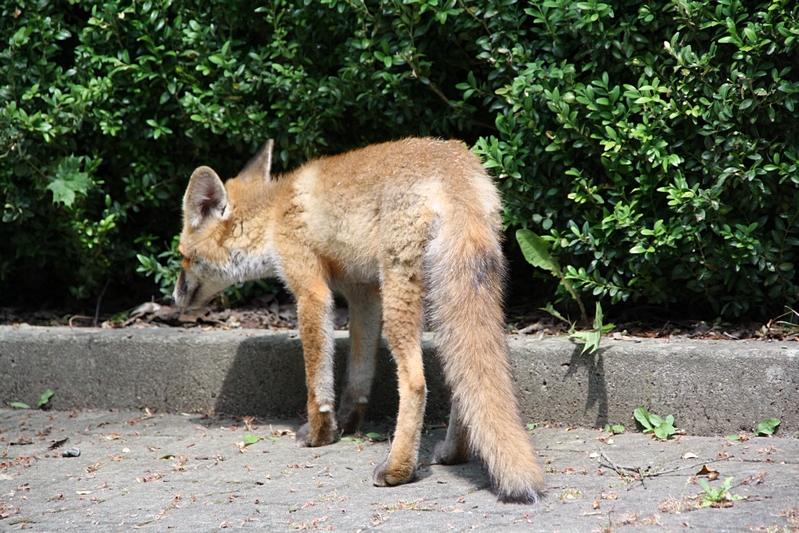 Fuchs von hinten links (2)