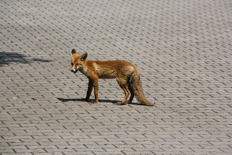 Fuchs im Hof