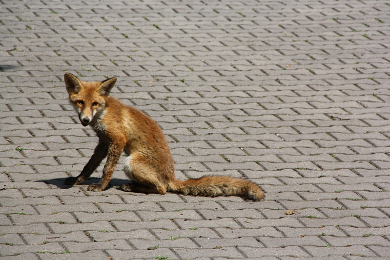 Fuchs sitzend, schaut her