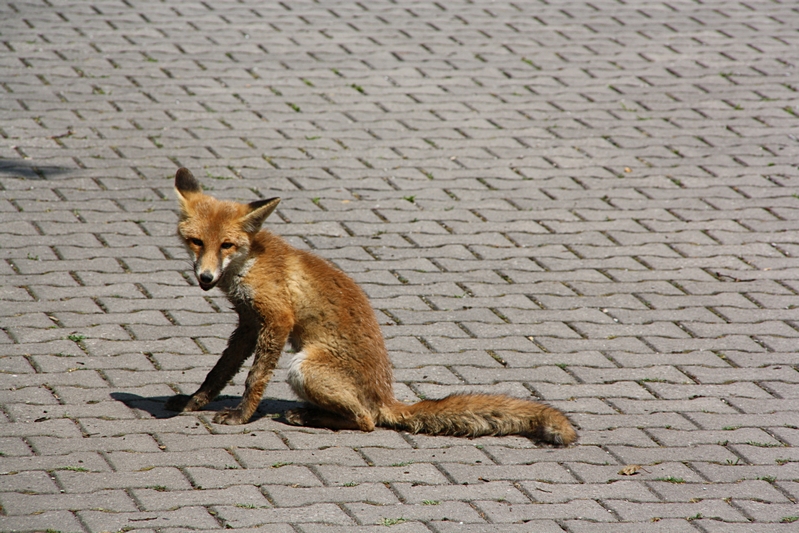 Fuchs sitzend, schaut her