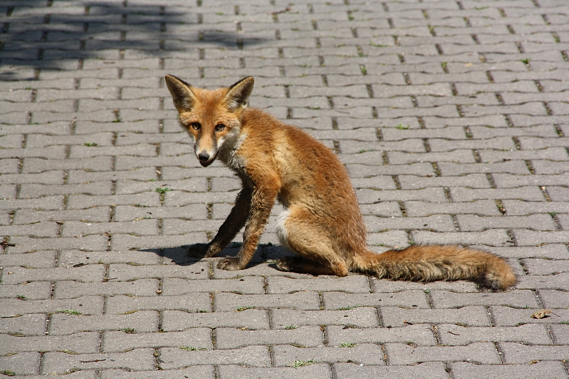 Fuchs sitzend, schaut her