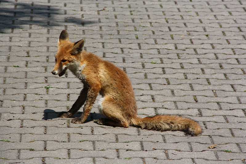 Fuchs sitzend, schaut weg (2)