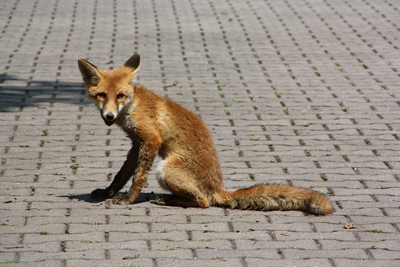 Fuchs sitzend, schaut her