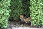Zwei Fuchskinder