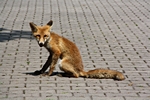 Fuchs sitzend, schaut her