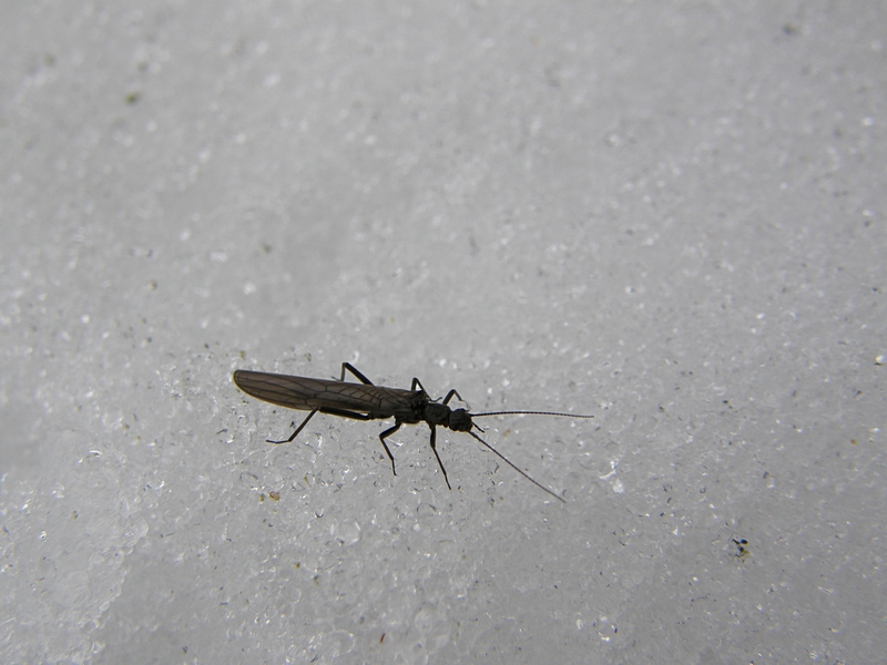 Insekt auf Schnee