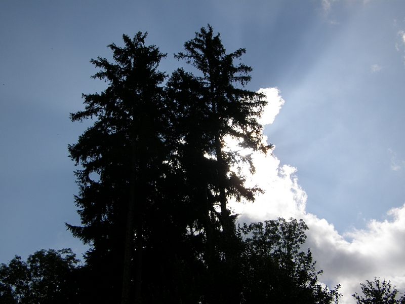Baum und Wolke