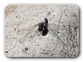 Sitzende Libelle (Plattbauchlibelle)