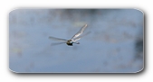 Gro-Libelle im Flug