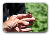 Libelle auf Expertenfinger
