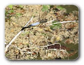 Jagdbereite Plattbauch-Libelle