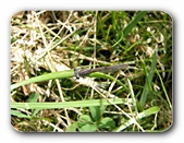 Kleinlibelle (2) im Gras