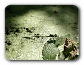 Libelle ber Wasserlinsen (Burach, RV)
