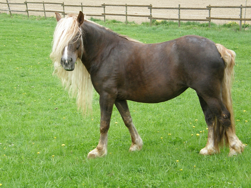 Blondes schwarzes Pferd