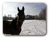Pferd vor Winterlandschaft
