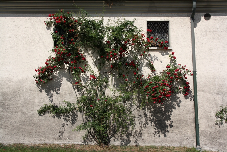 Rosenranken am Haus