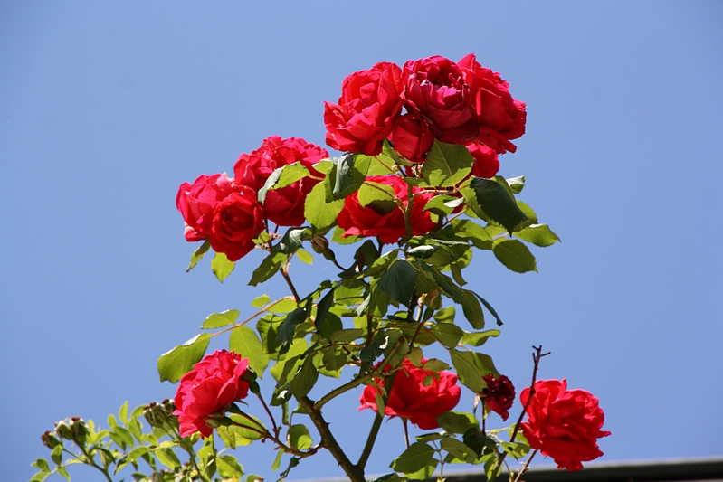 Rote Rosen