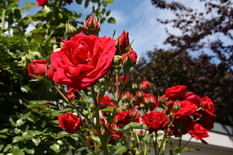 Rosenblten, rot