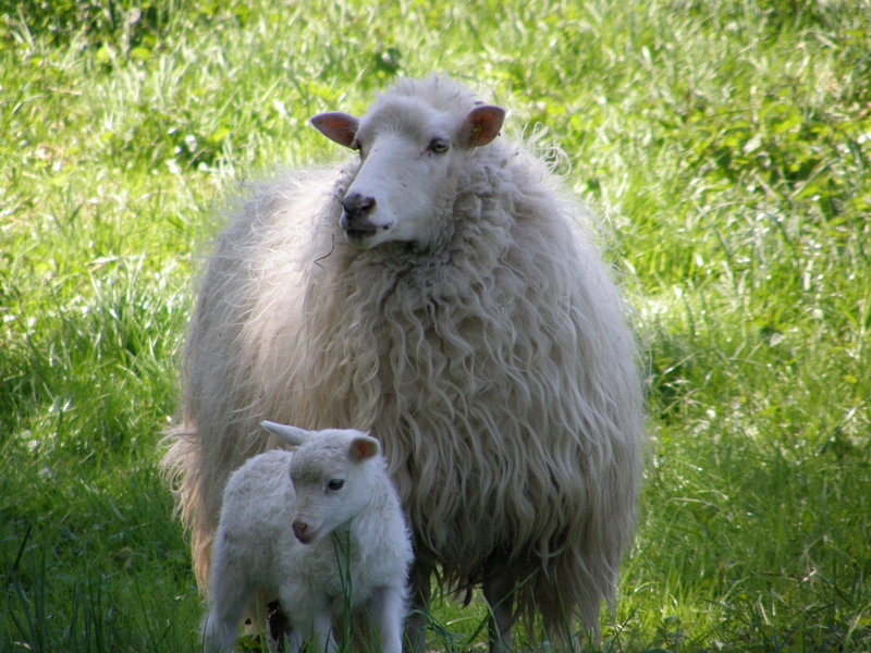 Lamm und Mutter (Moorschnucken)