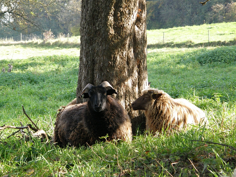 Liegende Schafe am Baum