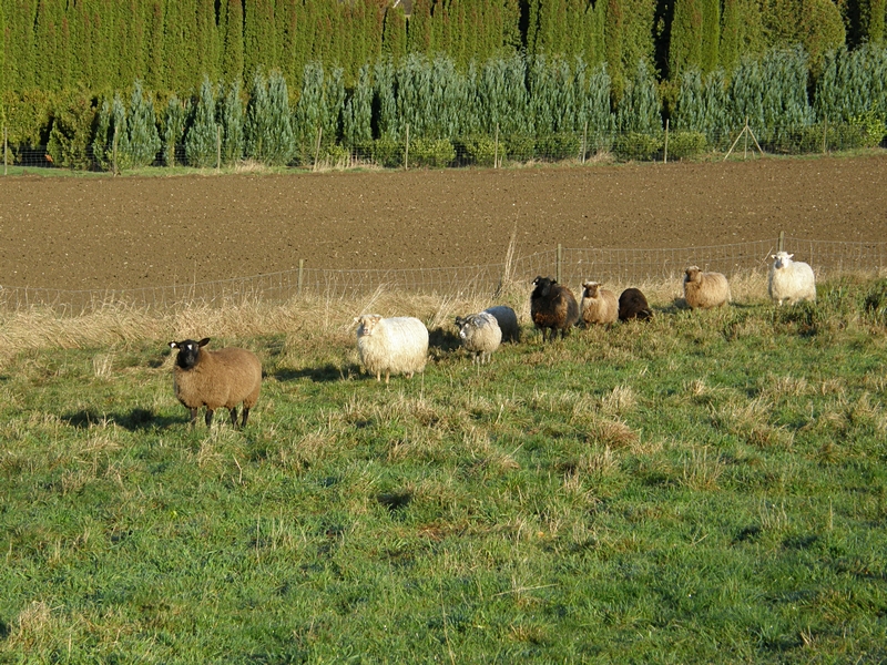 Reihe von Schafen