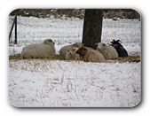 Schafe in der Klte