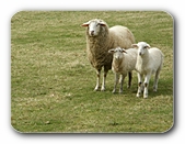 Schafmutter mit zwei Lmmchen