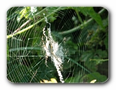 Spinne im Netz (Unterseite)