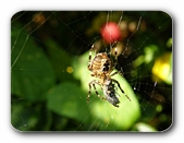 Kreuz-Spinne beim Fressen