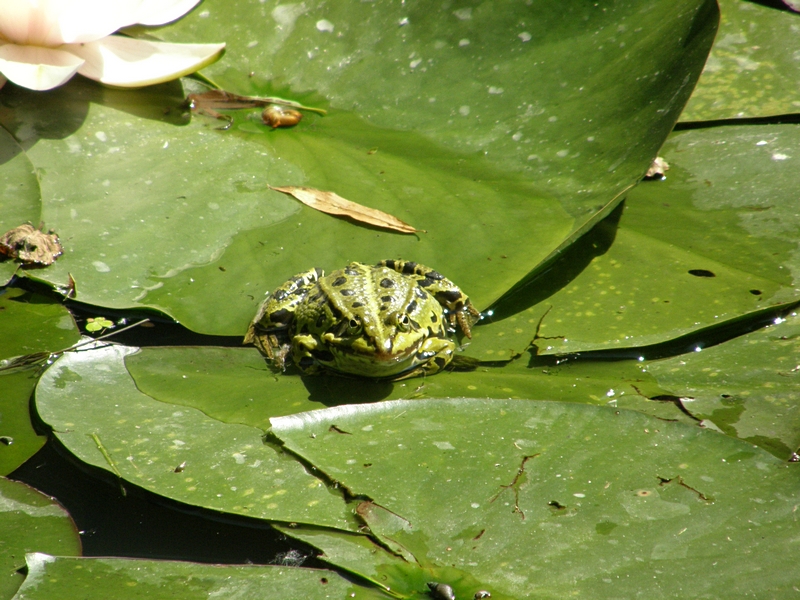 Frosch, frontal