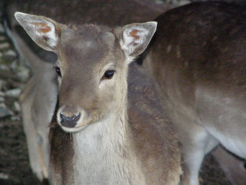 Junger Damhirsch