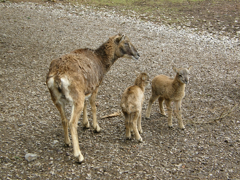 Hirschkuh mit Kitzen