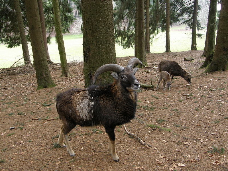 Mufflonbock (Muffelbock)