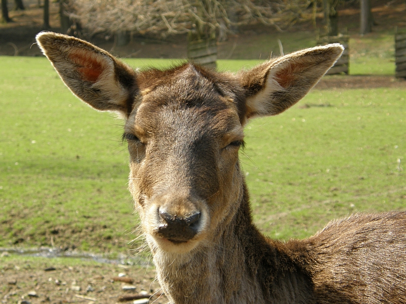 Damhirschkuh, Passbild