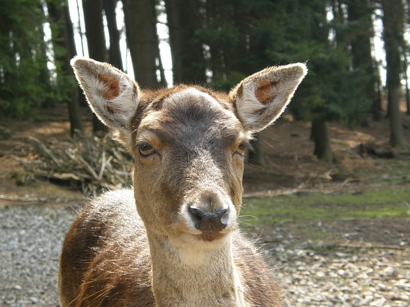 Hirschkuh von Nahem