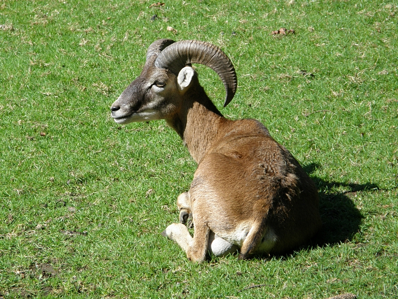 Liegender junger Mufflon-Bock