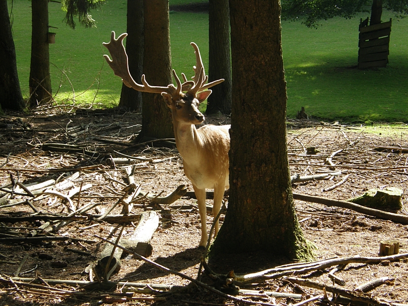 Hirsch im Wald